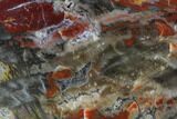 Vibrantly Colored, Polished Petrified Wood Section - Arizona #95027-1